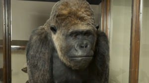 Photograph of Alfred the Gorilla