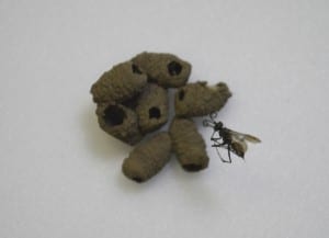 Photo of a spider hunting wasp with a cluster of small mud nests