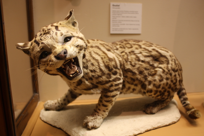 Photo of a taxidermy ocelot on display at bristol museum
