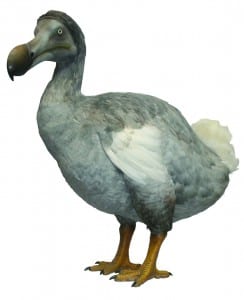 Oxford Dodo