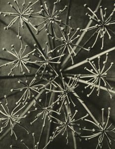 Art Forms in Nature © Estate of Karl Blossfeldt