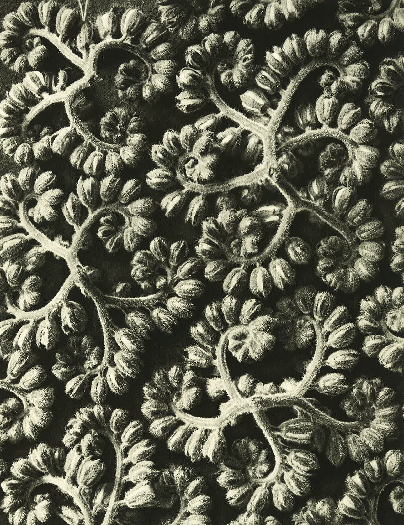 Art Forms in Nature © Estate of Karl Blossfeldt