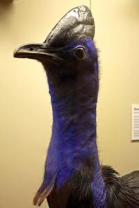 Photo of a taxidermy cassowary on display at bristol museum