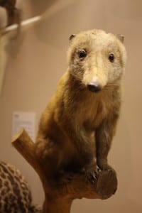 Photo of a taxidermy coati on display at bristol museum