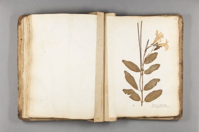Image of a page in the Broughton Herbarium - Jamaican book
