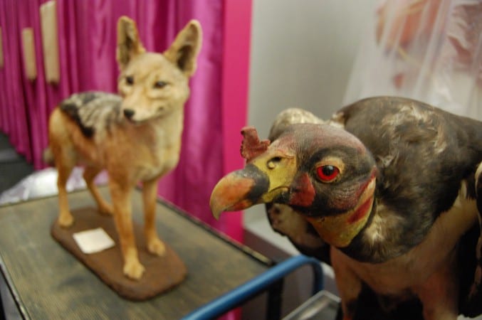 Photo of a taxidermy jackal and king vulture on a trolley