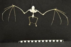Photo of a bat skeleton against a black background