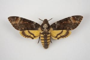 Photo of a death's head hawk moth