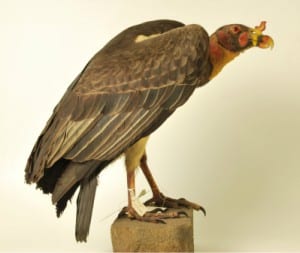 Photo of a taxidermy king vulture