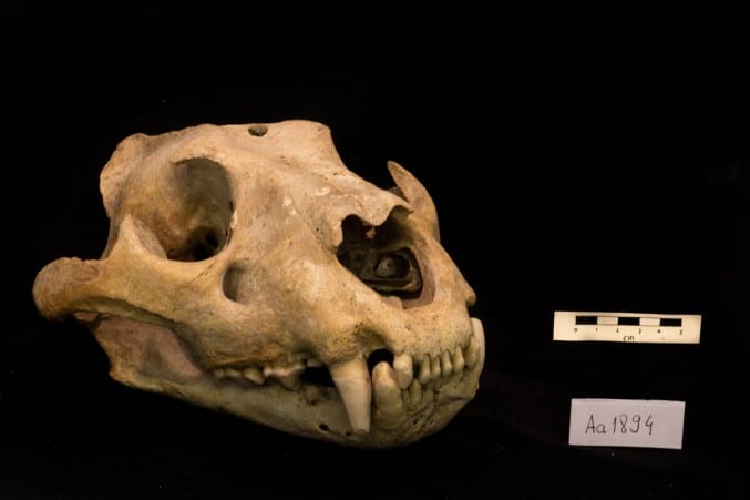 Photo of a lioness skull on a black background