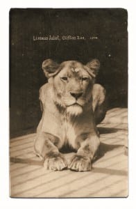 Black and white victorian photo of lioness juliet at bristol zoo gardens