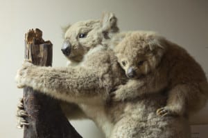 Photo of a taxidermy koala and baby on her back