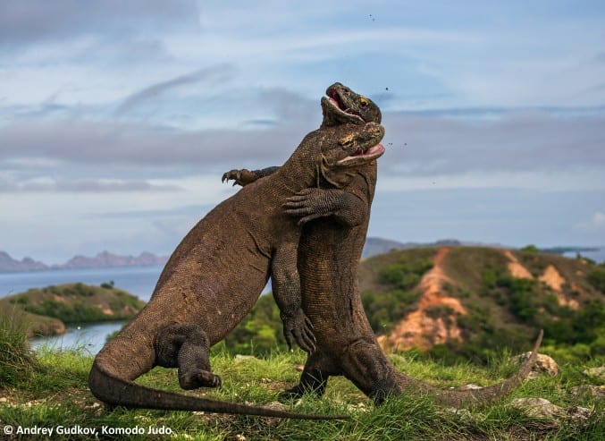31. Andrey Gudkov, Komodo judo