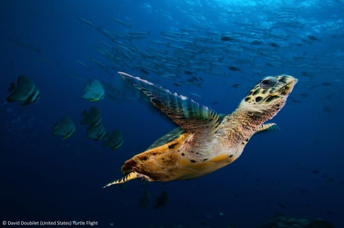 Hawksbill sea turtle soars through a sea filled with barracuda and batfish in Kimbe Bay, Papua New Guinea.