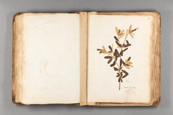 A digitised page from Volume 4 of the Jamaican herbaria