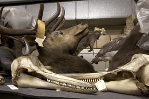 A collection of animals in the Natural History store