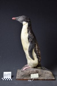The Adélie Penguin