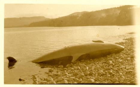 Beached whale on the shore of Dornoch Firth 1927 ©Historylinksarchive 2009_104_02 