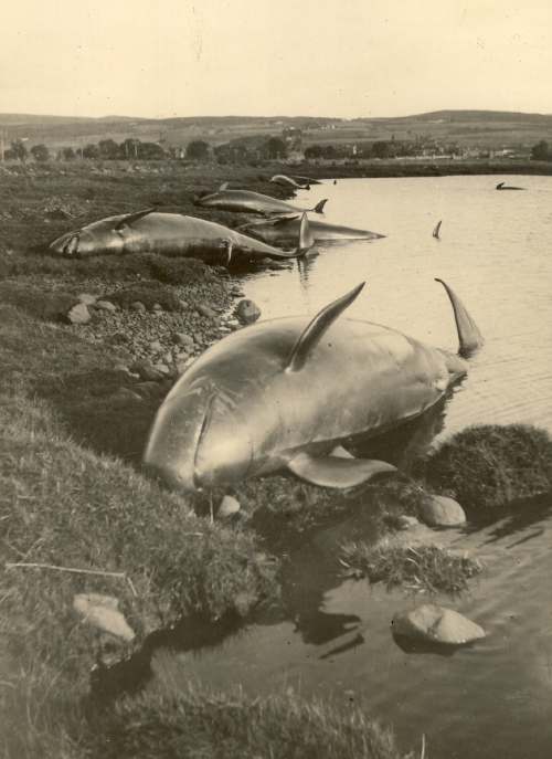 Stranded ‘caaing false killer whales’ of 147 washed up on the shore of Dornoch Firth 1927 2000_066 ©Historylinksarchive