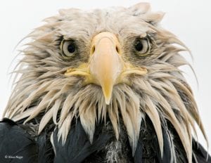 A bald eagle starring into the camera lens © Klaus Nigge