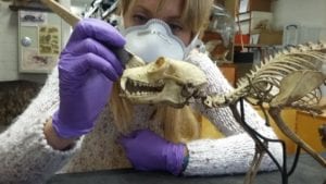 Michelle carefully cleans the lemur skeleton from any debris left by the Bristol Blitz