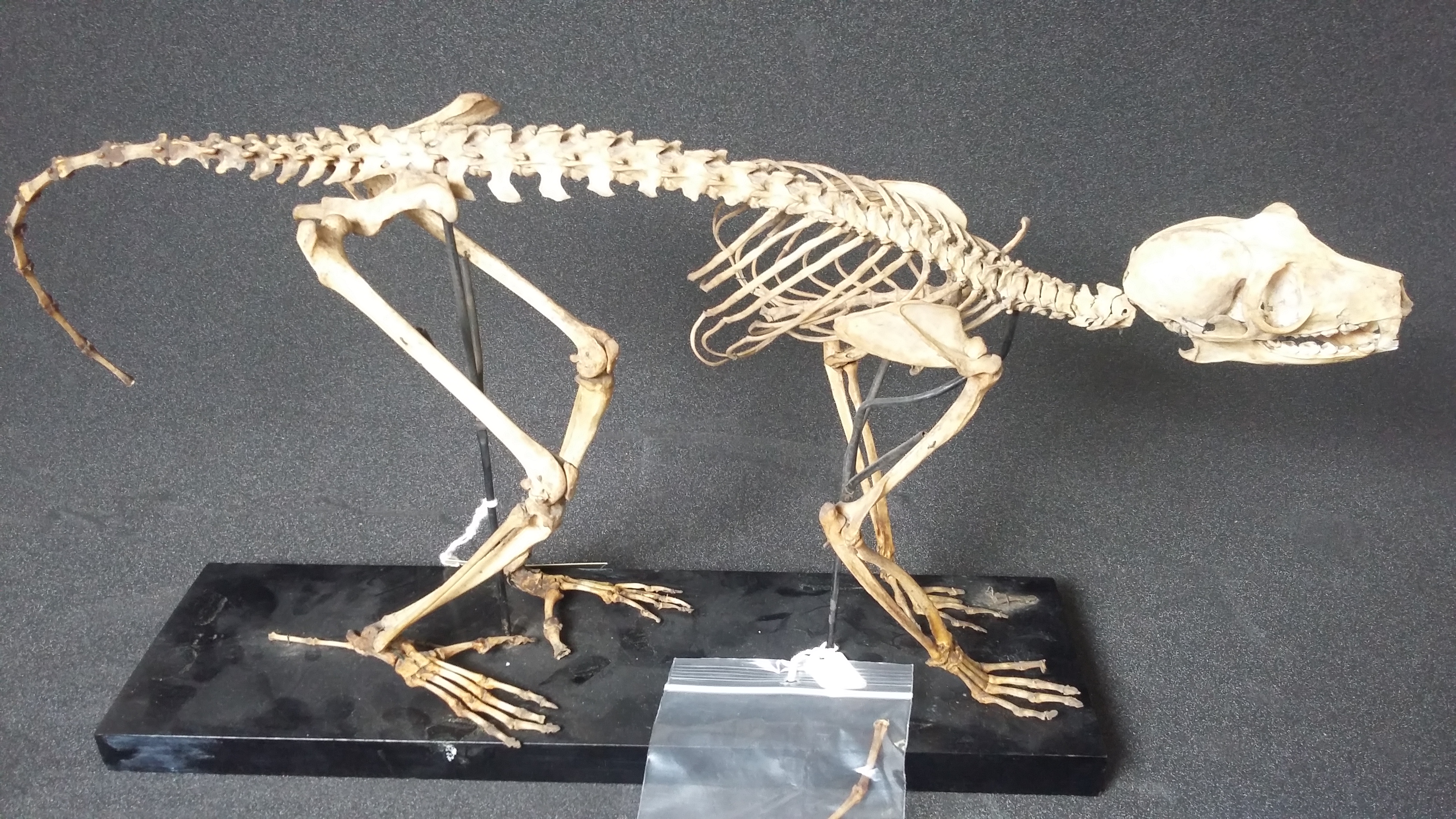 The fully articulated skeleton of the black lemur, Eulemur macaco, found in the store.