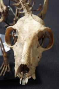 Skull of Eulemur macaco, black lemur with prominent bottom teeth for grooming