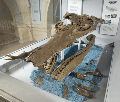 A picture showing the large skull of the Westbury Pliosaur I
