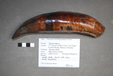 Picture of a large tooth taken from the Westbury Pliosaur II 