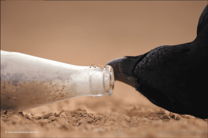 A raven peering inside a glass bottle lying on the ground