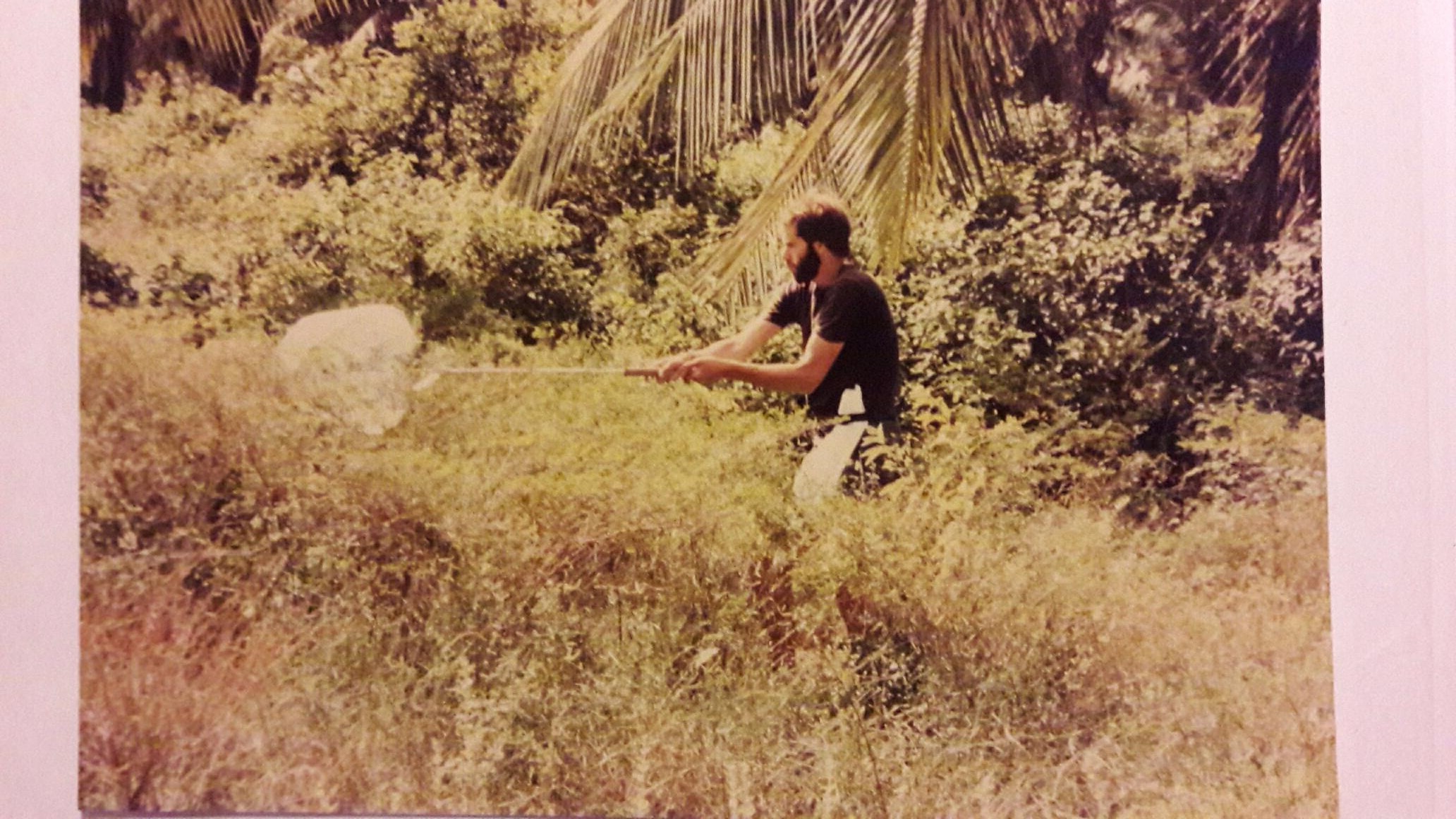 Image showing Ray collecting insects for the Natural History Museum.