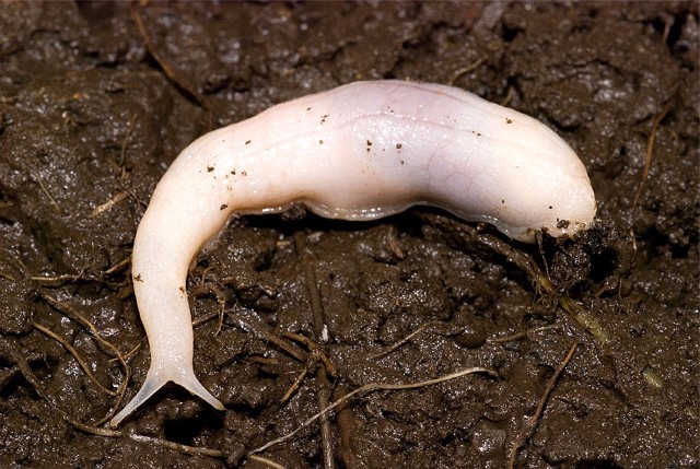 Image of a ghost slug