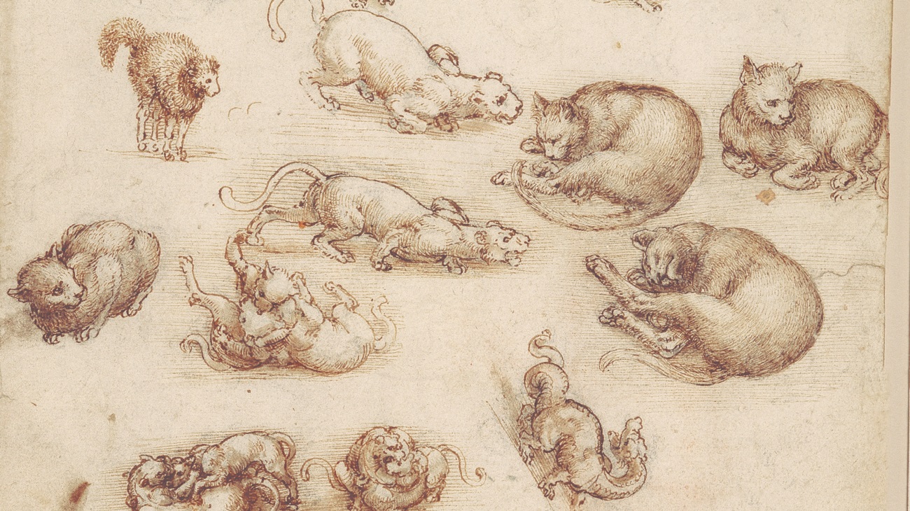 Leonardo da Vinci - Lions, cats and dragon drawing