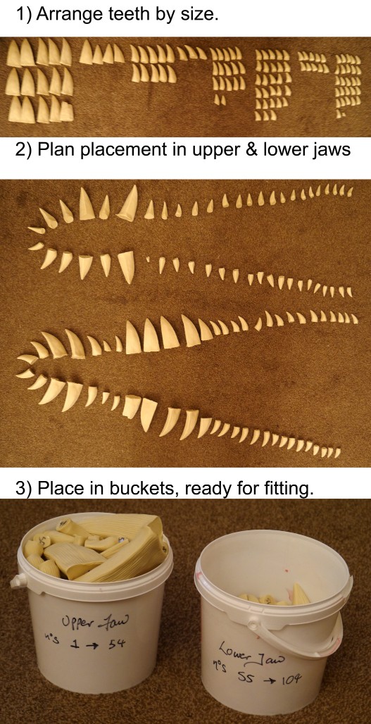 Image shows the fake teeth led along the floor in order of how they appear on the Pliosaur model.