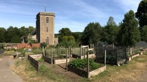 A view of the Blaise community garden, showing raised beds with vegetables growing in the foreground and a church in the background