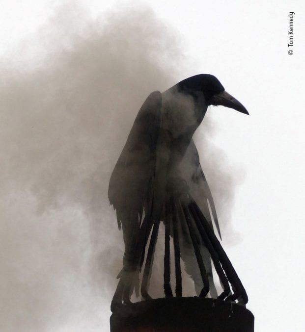 Wings spread, a rook uses a chimney pot to smoke bathe. 