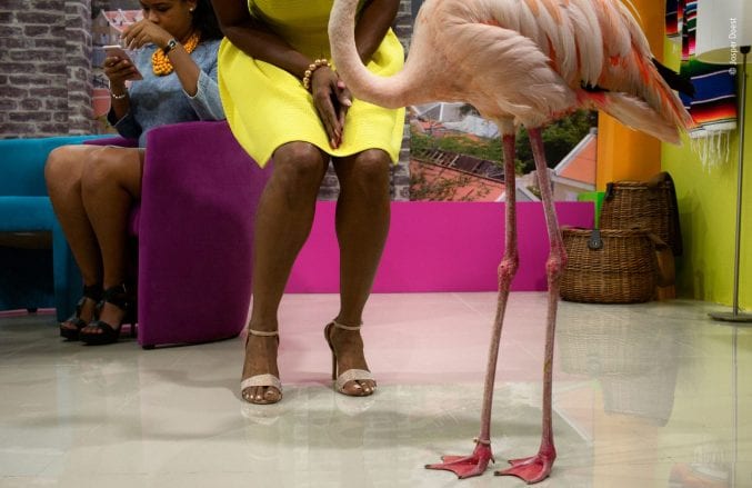 A shot of a flamingo's legs next to the legs of a woman in a yellow dress. In the background, another woman is sat down looking at her phone.