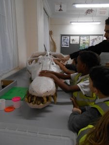 Photograph of a group of school children with an adult touching a dinosaur's skull