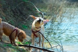 Two dogs stood in a pond, one is shaking itself dry sending jets of water everywhere