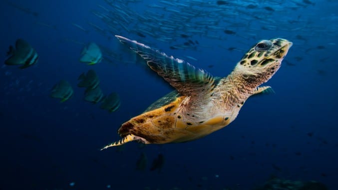 Hawksbill sea turtle soars through a sea filled with barracuda and batfish in Kimbe Bay, Papua New Guinea.