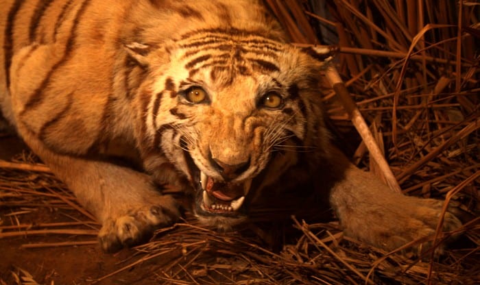 KS2 webinar and loan box: Predators and Prey