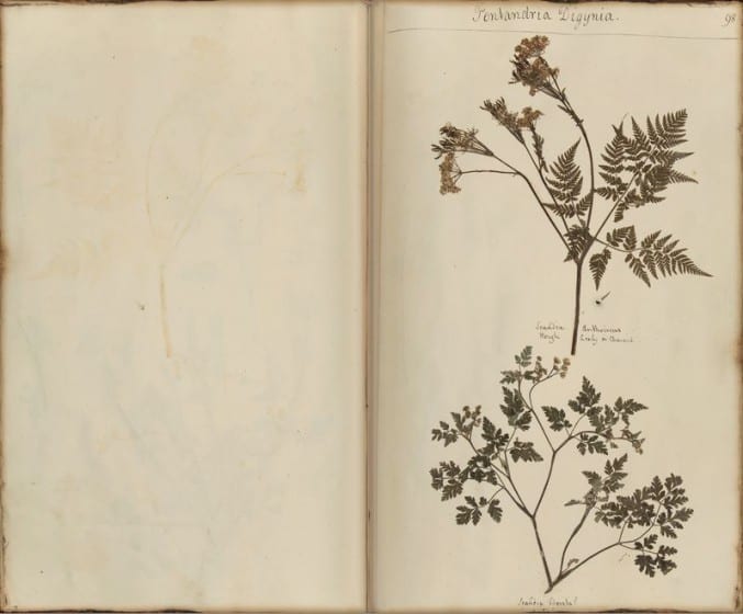 Image of a page with pressed plants in the British Broughton Herbarium book