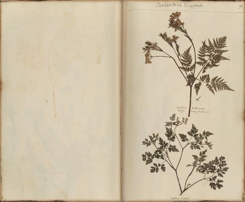 The beautiful Broughton Herbarium is now online | Bristol Museum & Art ...
