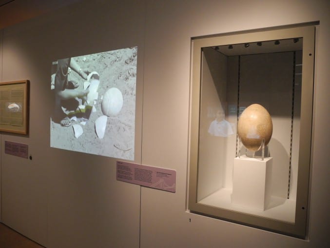 Photo of Sir David Attenborough's elephant bird egg on display at M Shed