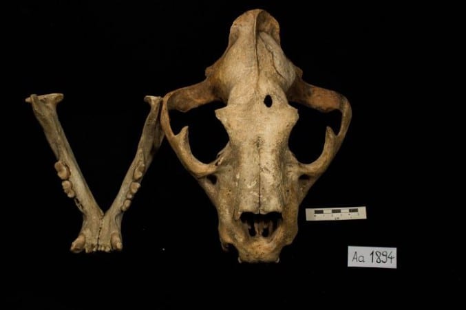 Photo of a lioness skull and jawbone o a black background