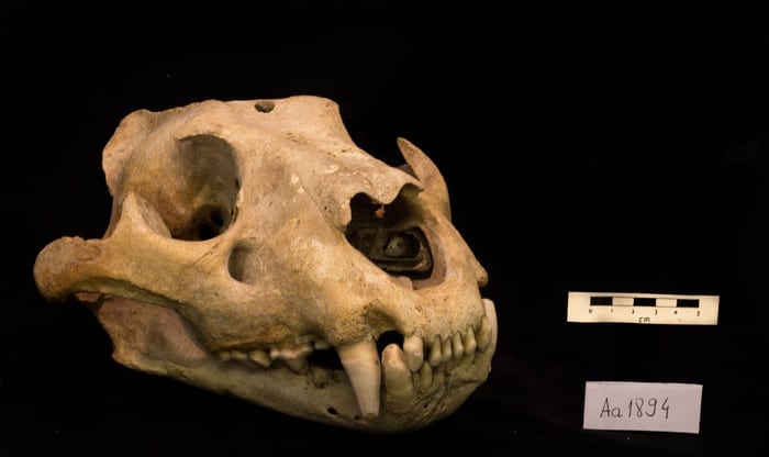 KS2 Webinar: British Science Week - Predators and prey