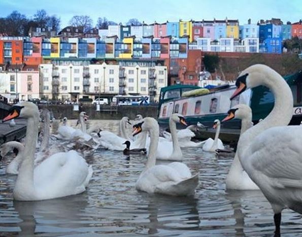 Photo of swans on the bristol harbourside