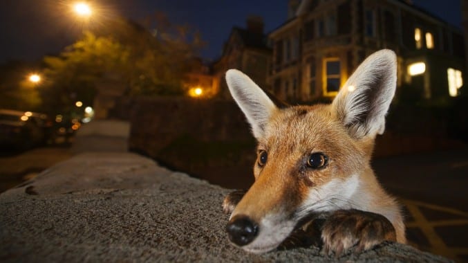An urban fox standing up against a wall