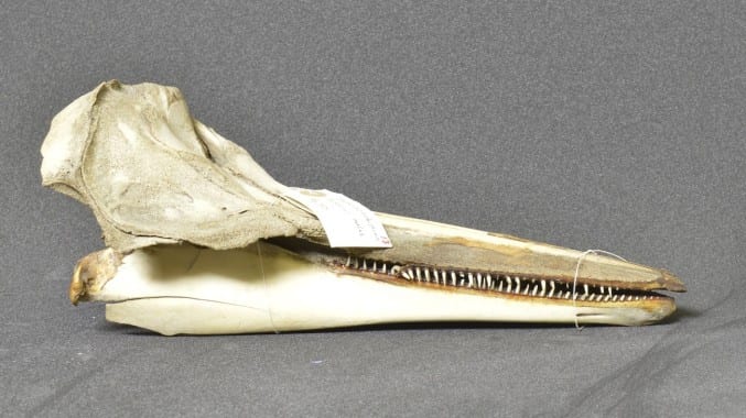 The skull of a Clymene Dolphin