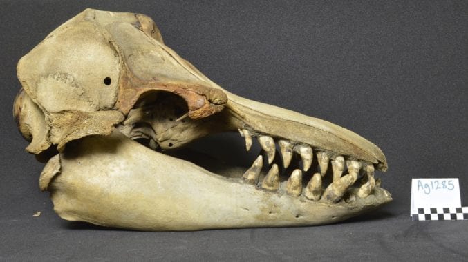 The huge false killer whale skull